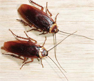 Cockroach