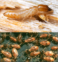 Termites